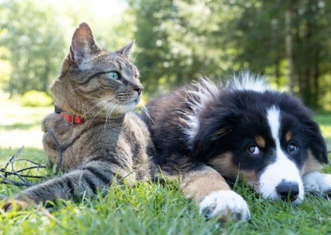 The Best Family-Friendly Dog and Cat Breeds for Kids