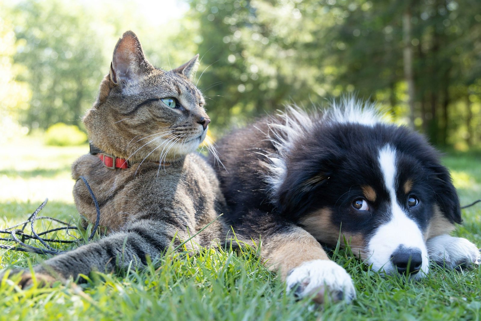 The Best Family-Friendly Dog and Cat Breeds for Kids